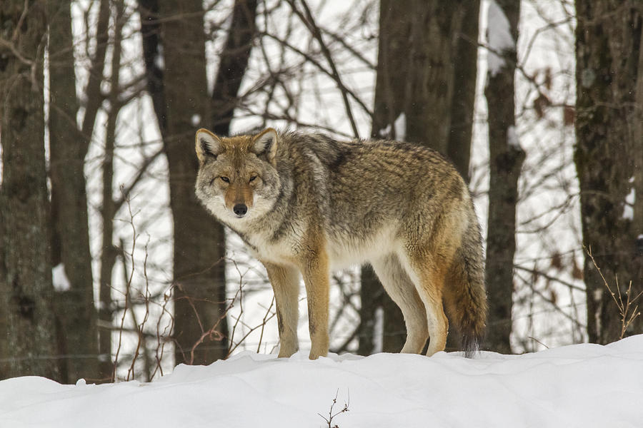 Coyote in the winter Photograph by Josef Pittner