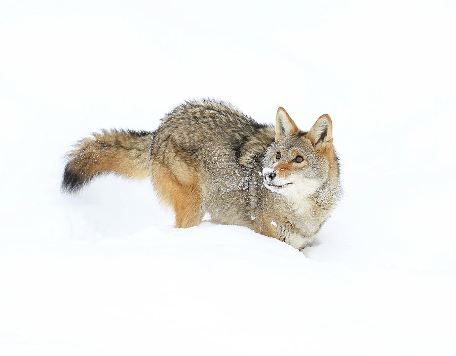 Coyote in White Photograph by Steve McKinzie