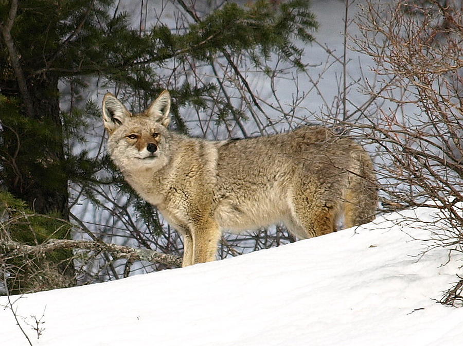 Coyote in Winter Photograph by DeeLon Merritt