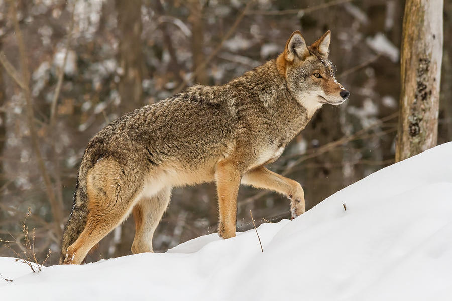 Coyote in winter Photograph by Josef Pittner
