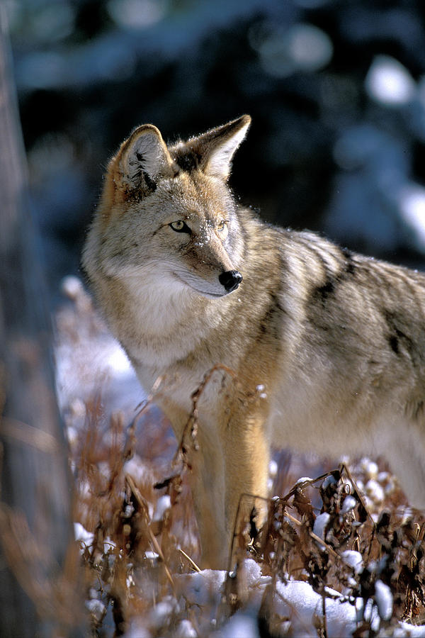 Coyote in Winter Light Photograph by Mark Miller