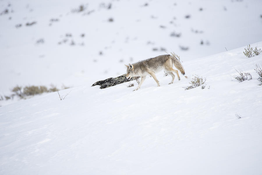 Coyote In Yellowstone Photograph