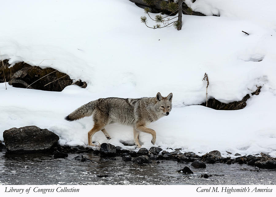 Coyote in Yellowstone National Park Photograph by Carol M Highsmith