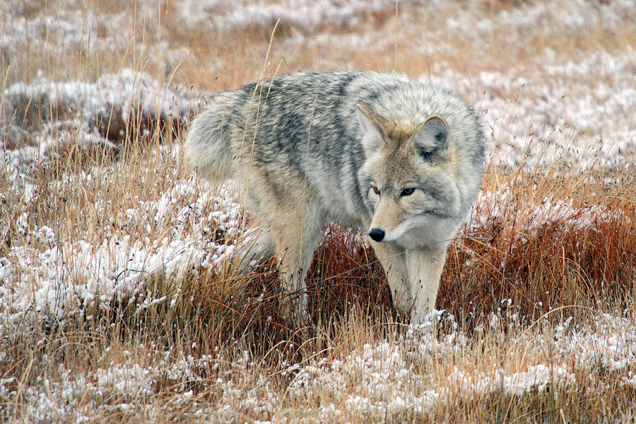 Coyote  in Yellowstone National Park Photograph by Pierre Leclerc Photography