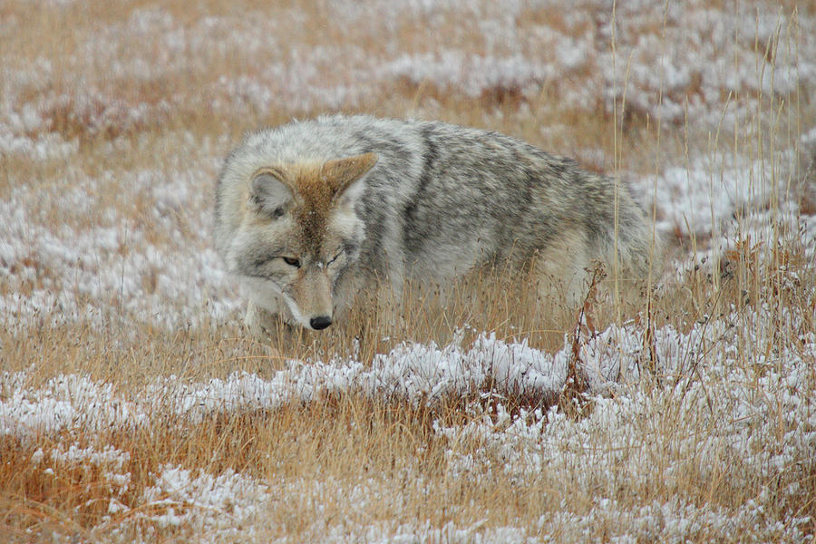 Coyote  in Yellowstone Photograph by Pierre Leclerc Photography