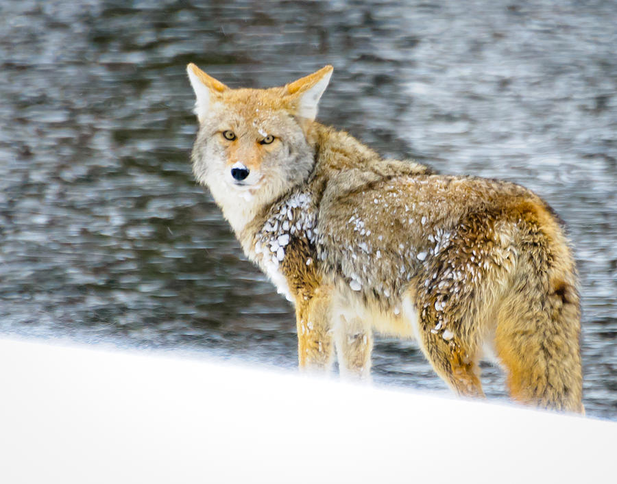 Coyote in Yellowstone Photograph by Roberta Kayne