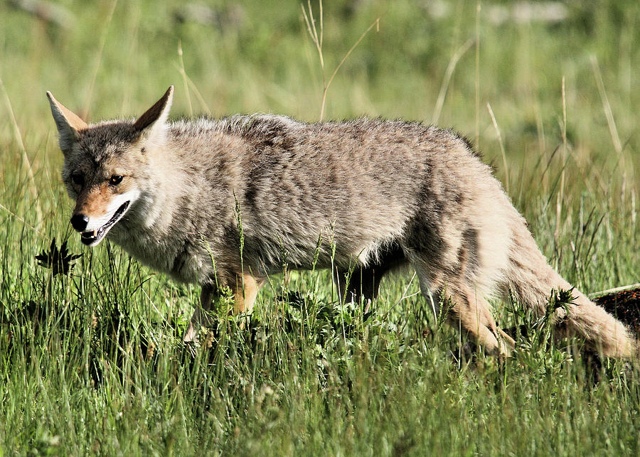 Coyote Photograph by James Benton | Fine Art America