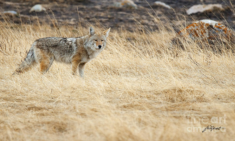Wildlife Photograph - Coyote by Bon and Jim Fillpot