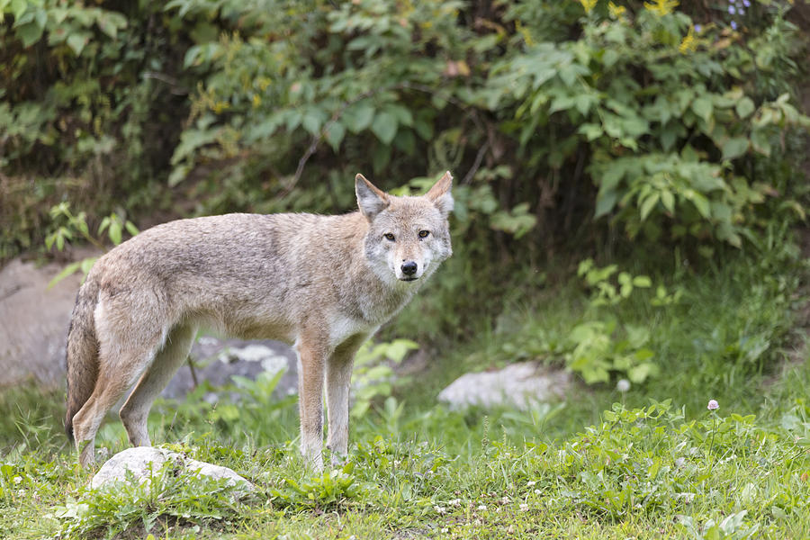 Coyote Photograph by Josef Pittner