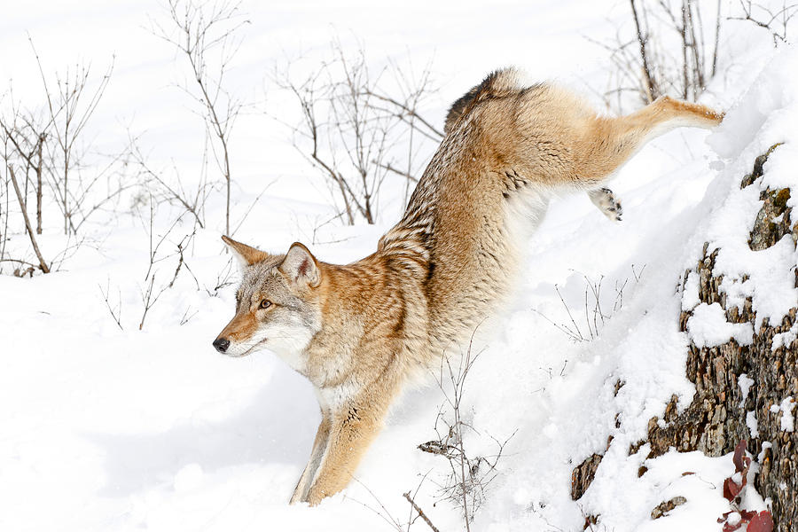 Coyote Jumping Through Snow Photograph by Athena Mckinzie