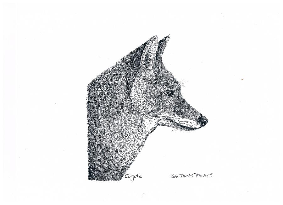 Coyote Drawing - Coyote by Lee Pantas Coyote Drawing - Coyote by Lee Pantas