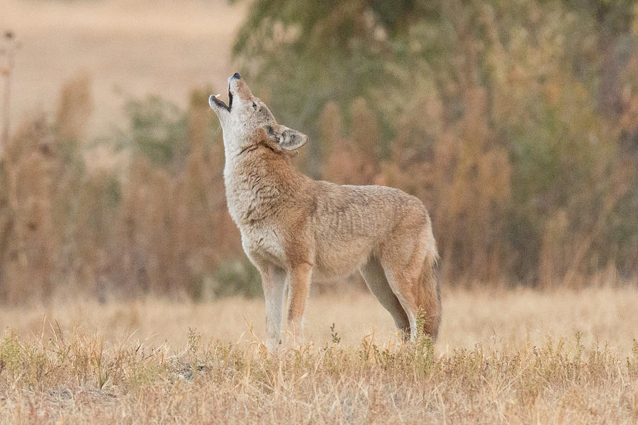 Coyote makes some noise Photograph by Tony Hake - Pixels