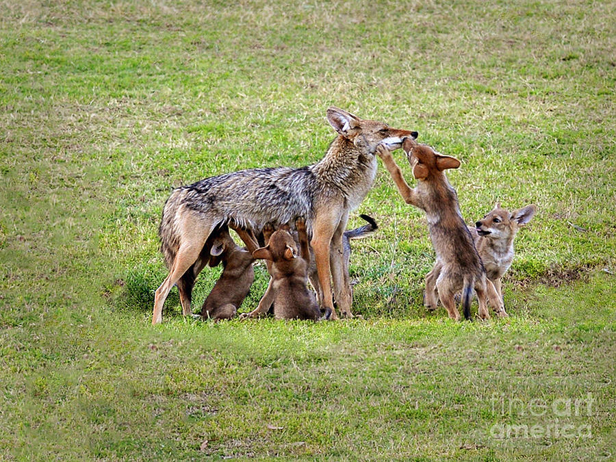 Coyote Mom and Pups Photograph by Joanne West