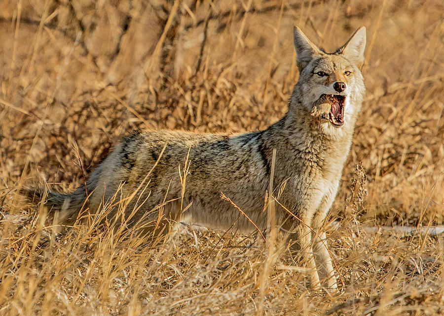 Coyote Mouth Full Photograph by Dawn Key