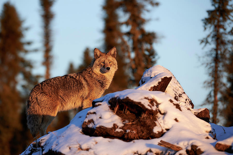 Coyote - Northern Canadian Forest Photograph by Steve Cossey - Pixels