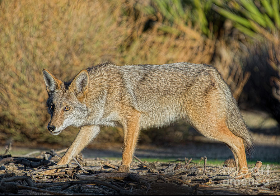 Coyote Nosing Around Photograph by Lisa Manifold