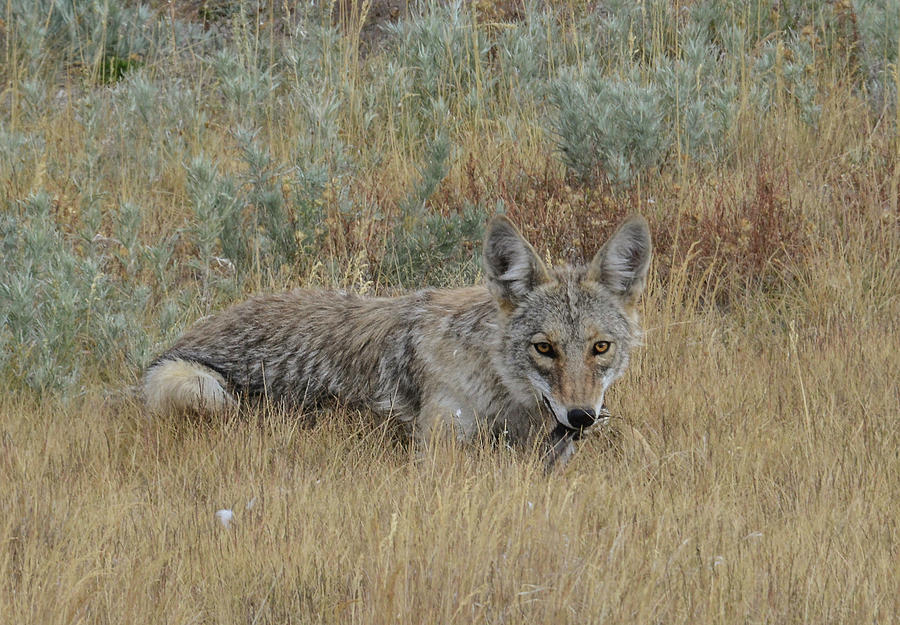 Coyote of  September Photograph by Rae Ann  M Garrett
