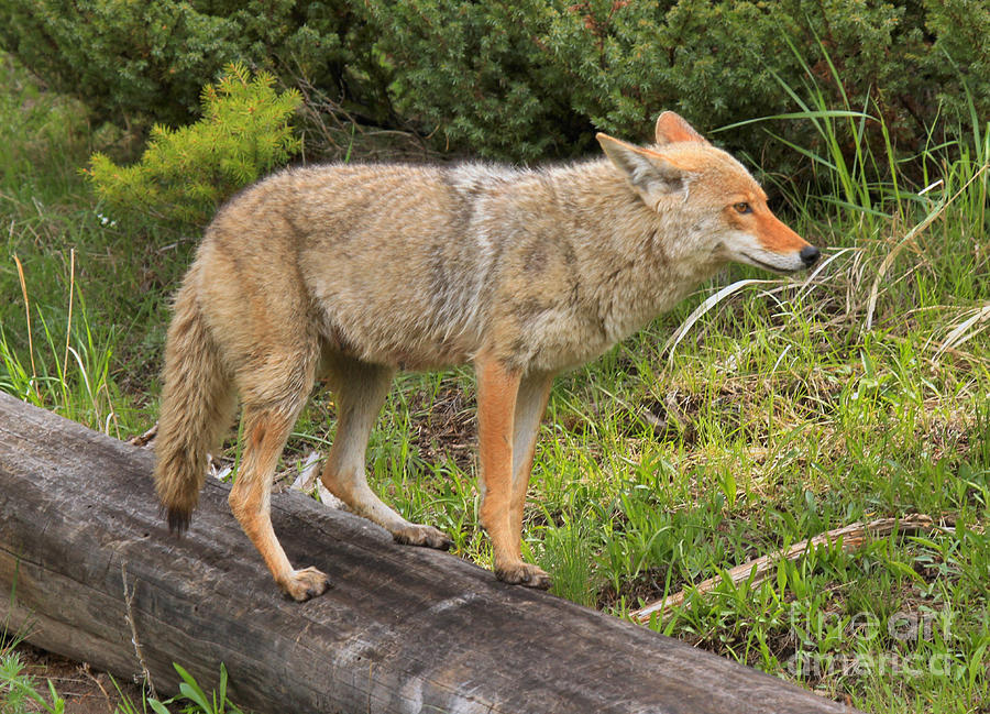 Coyote On A Log Closeup Photograph by Adam Jewell