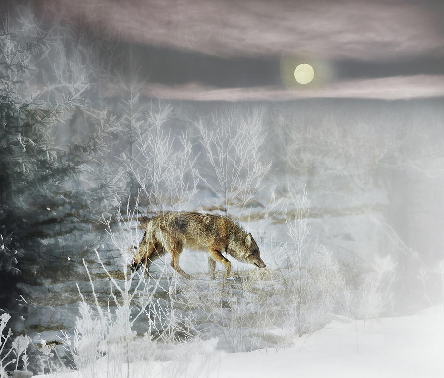 Coyote On A Winter Night Photograph by Sue Capuano