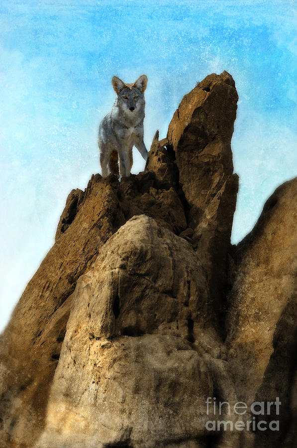 Coyote on Rocks Photograph by Jill Battaglia
