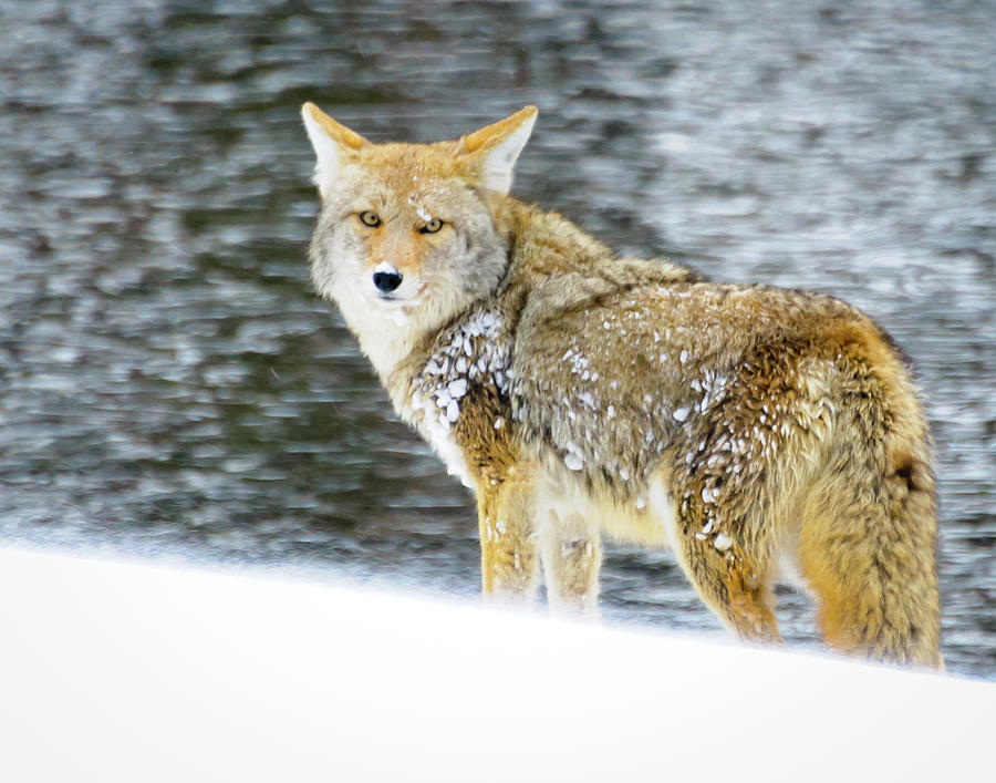 Coyote on Snow at Yellowstone Photograph by Roberta Kayne