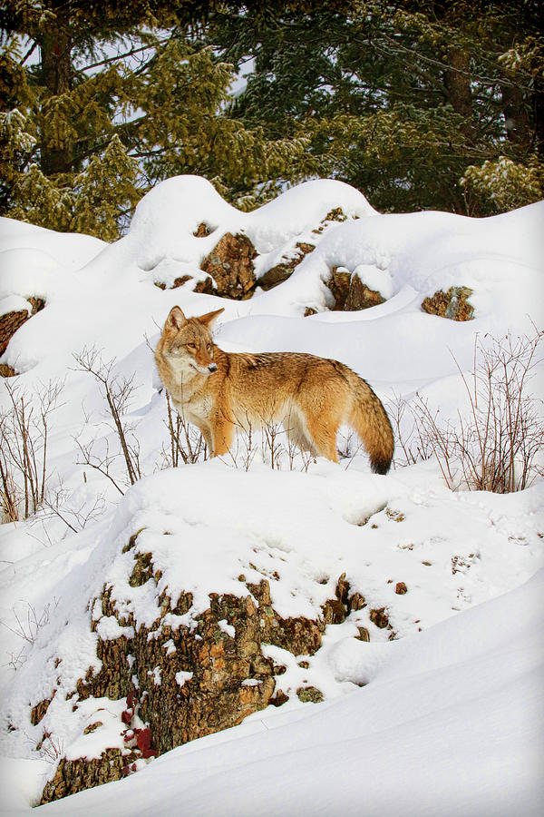 Coyote on Snowy Hill Photograph by Steve McKinzie