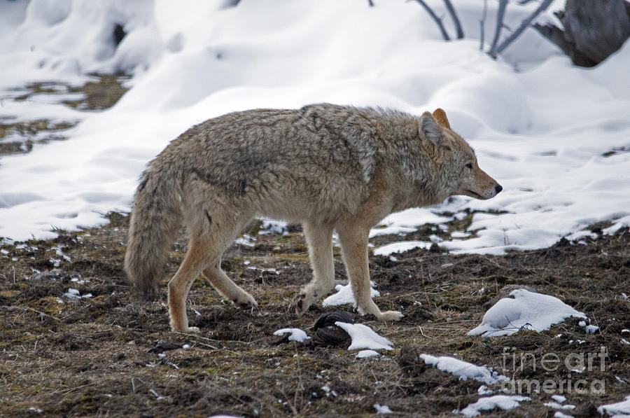 Coyote on the hunt Photograph by Cindy Murphy - NightVisions