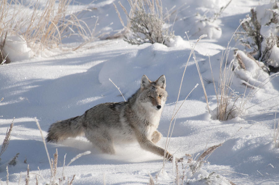 Coyote On The Move Photograph by Gary Beeler