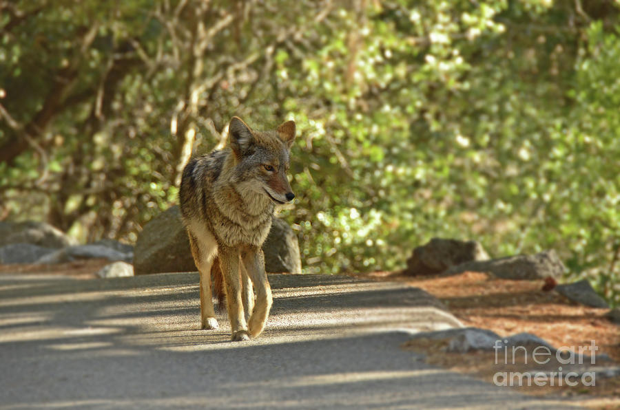 Coyote on the Path Photograph by Debby Pueschel