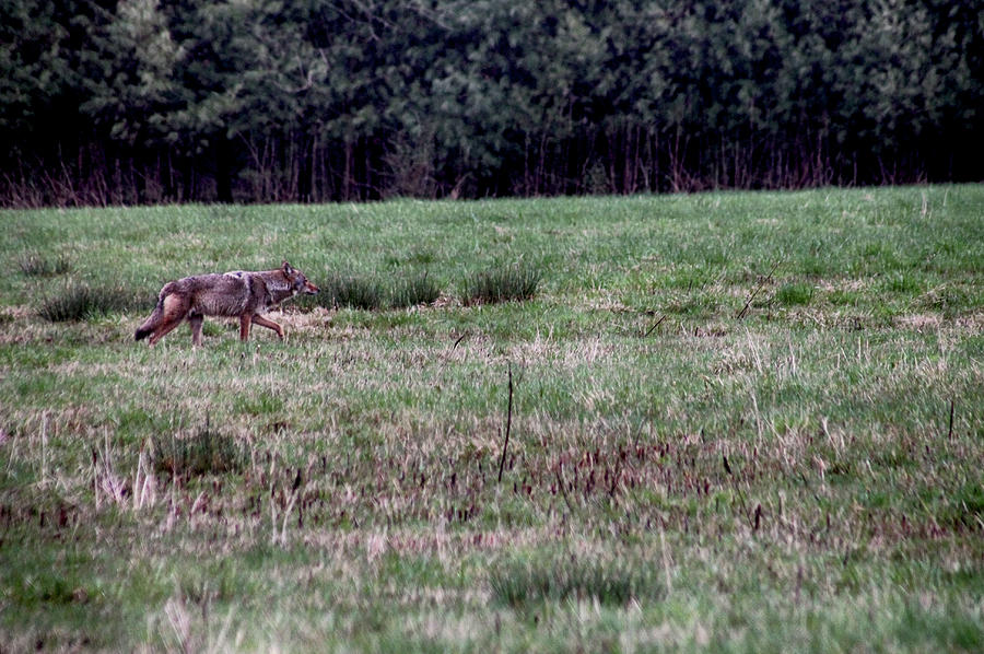 Coyote on the Prowl Photograph by Bruce Patrick Smith