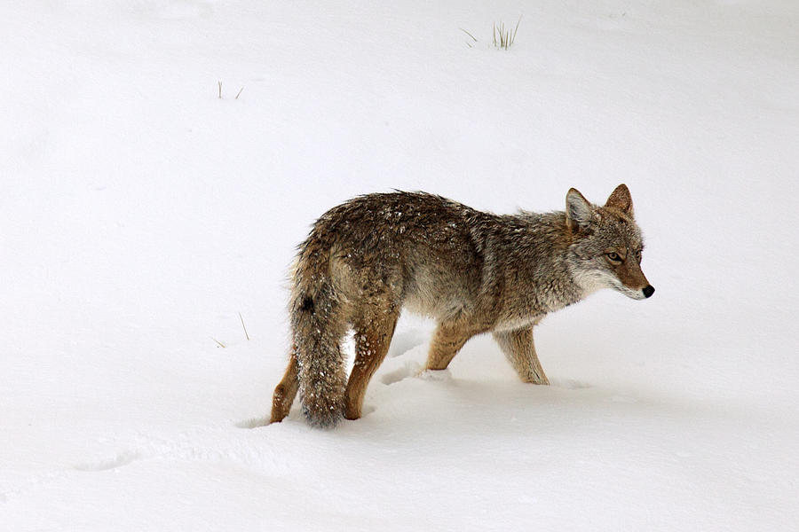 Coyote on the Prowl Photograph by Mike Buchheit