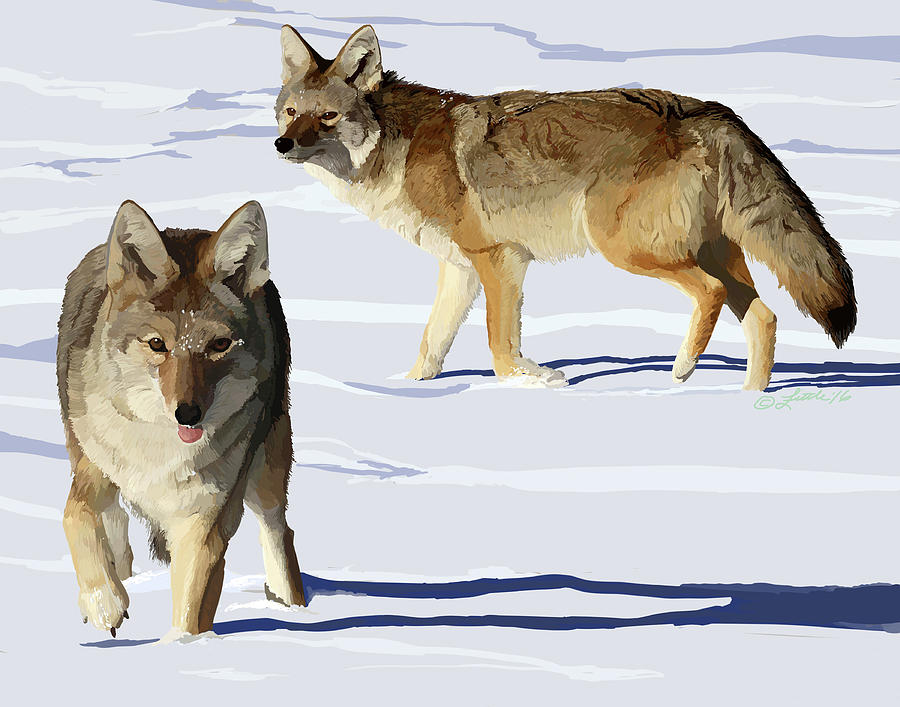 Coyote Pair Digital Art by Pam Little