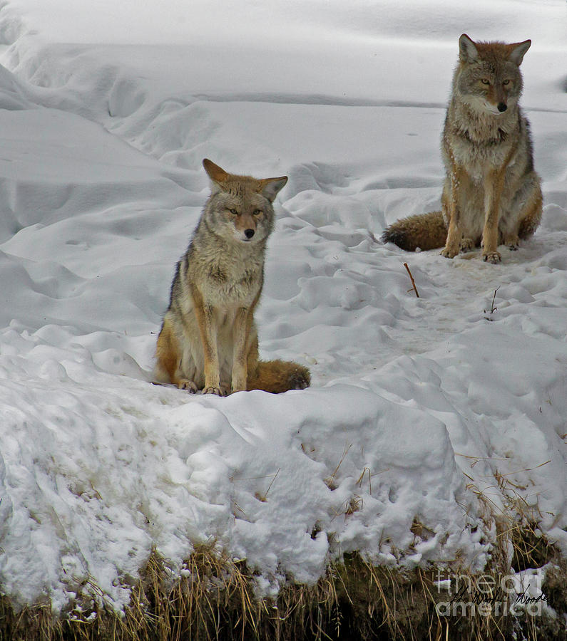Coyote Pair-Signed-#0477 Photograph by J L Woody Wooden