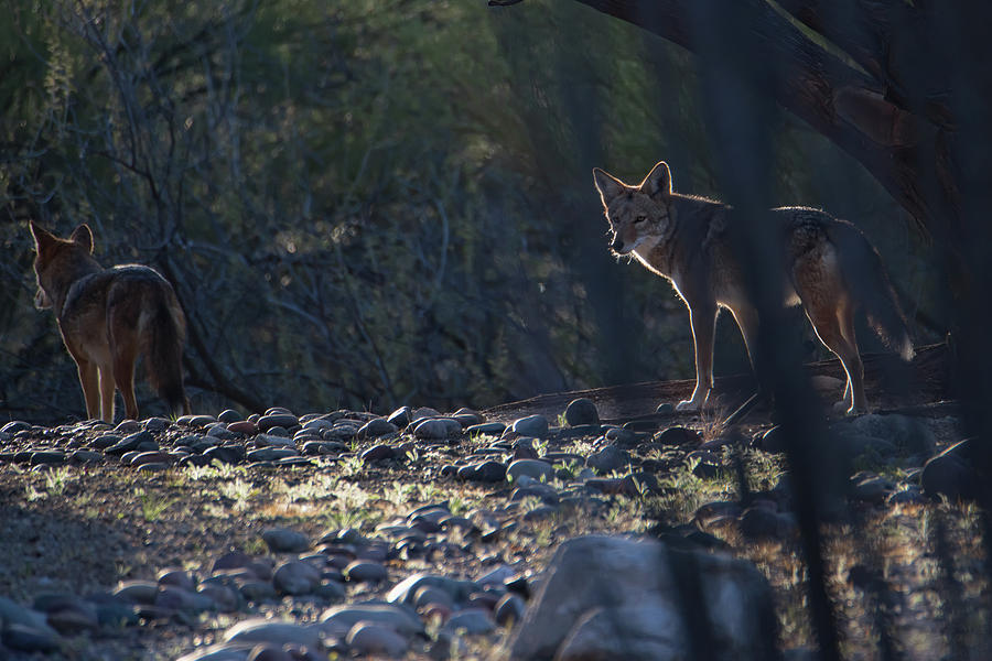 Coyote Patrol Photograph by Dan McManus