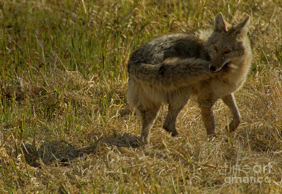 Coyote Playing With Tail-signed-#5270 Photograph