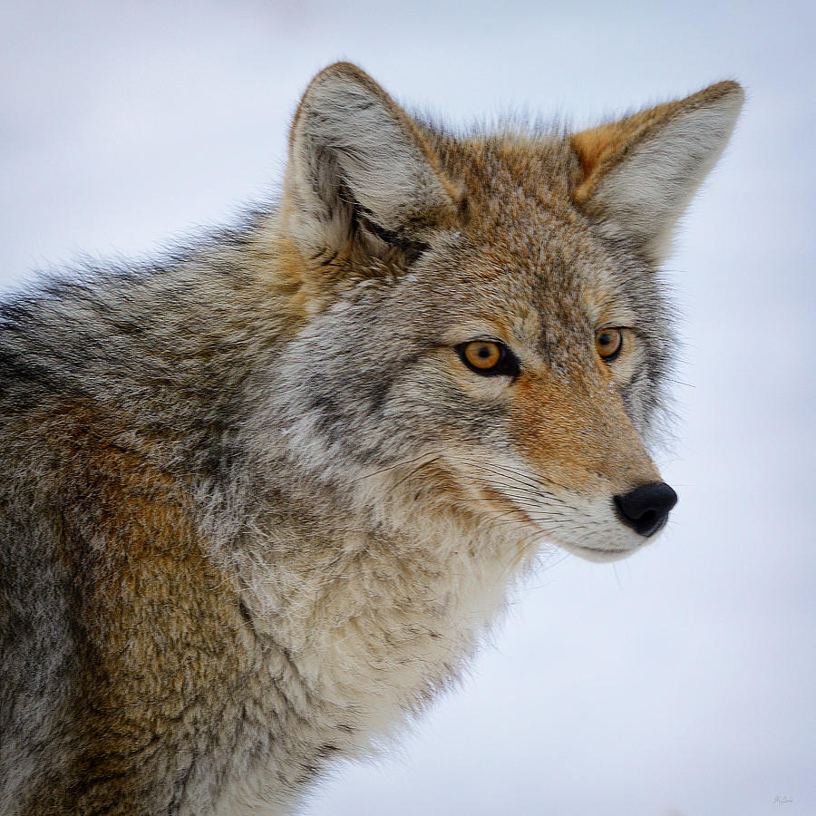 Coyote Portrait Photograph by Greg Norrell
