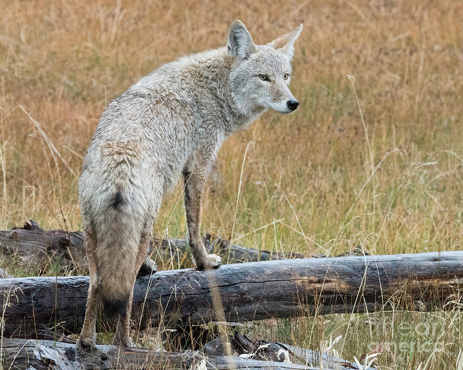 Coyote Posing Photograph by Steven Natanson