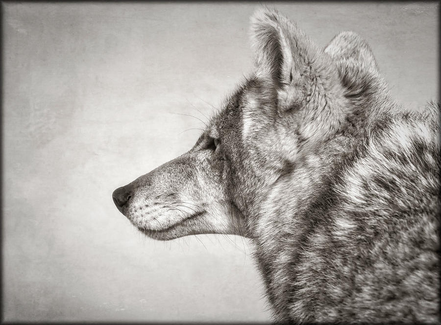 Coyote Profile Photograph by Elaine Malott