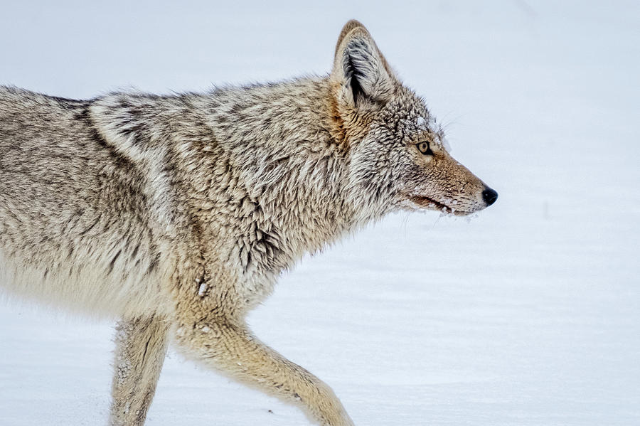 Coyote Profile - Yellowstone Photograph by Stuart Litoff