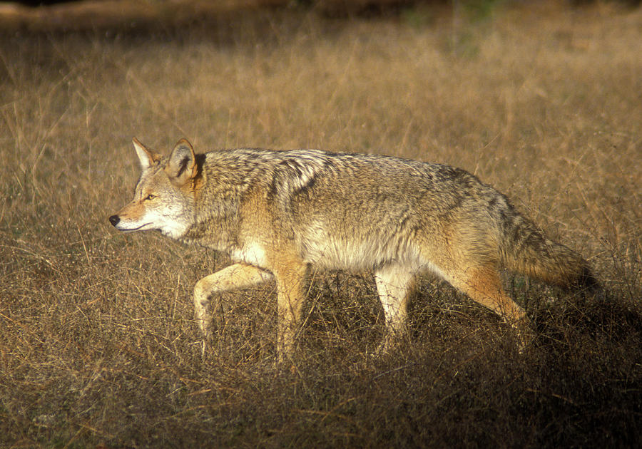 Coyote Prowling Photograph by John Burk
