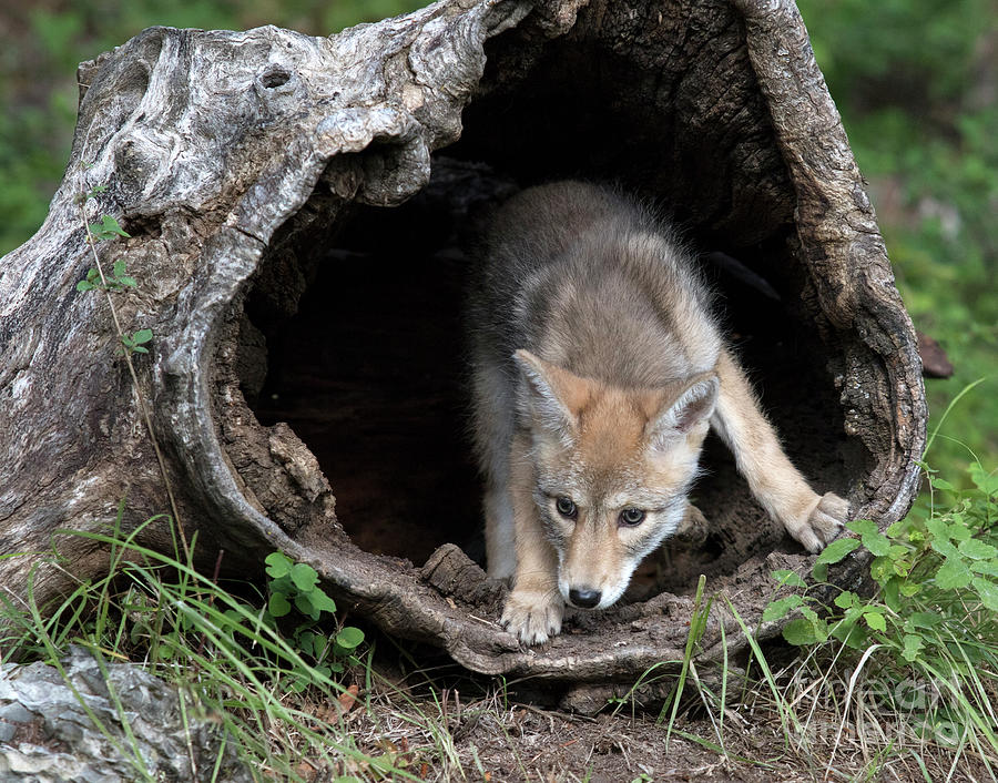 Coyote Pup Photograph by Art Cole