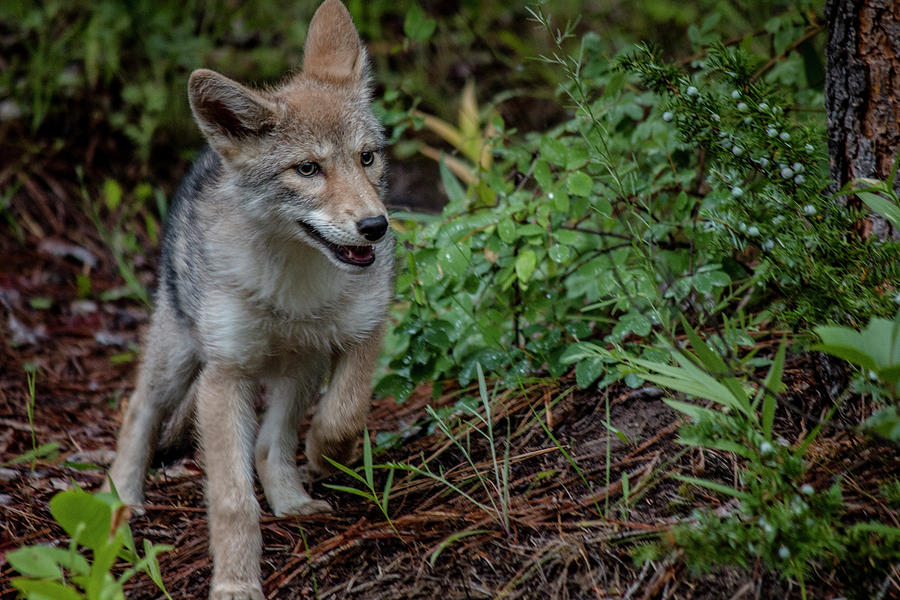 coyote pup