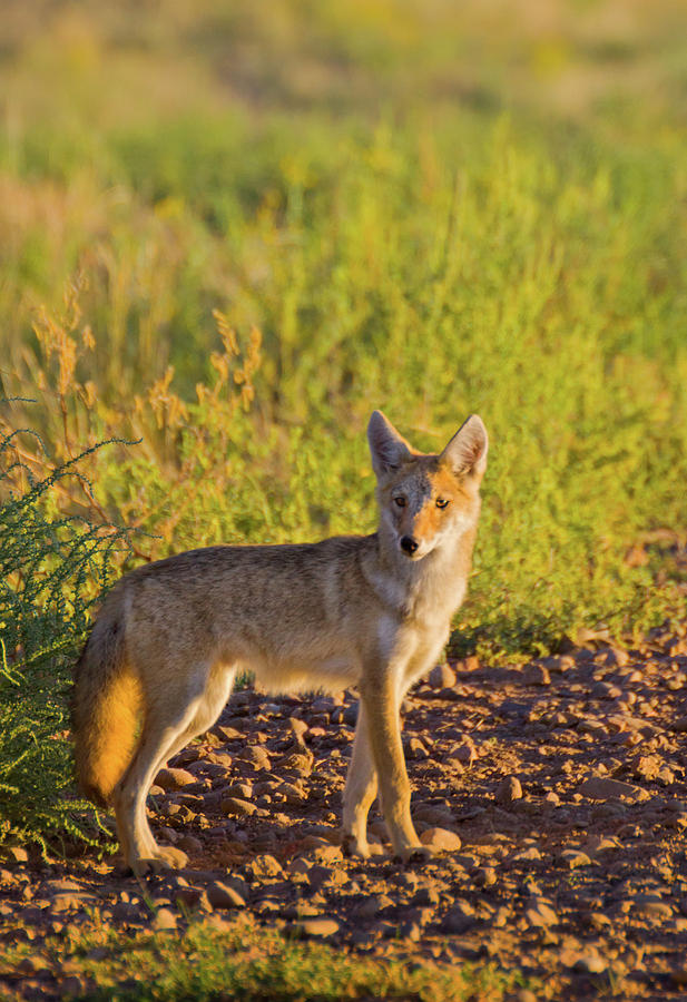 Coyote Puppy In Sunlight Photograph by John De Bord