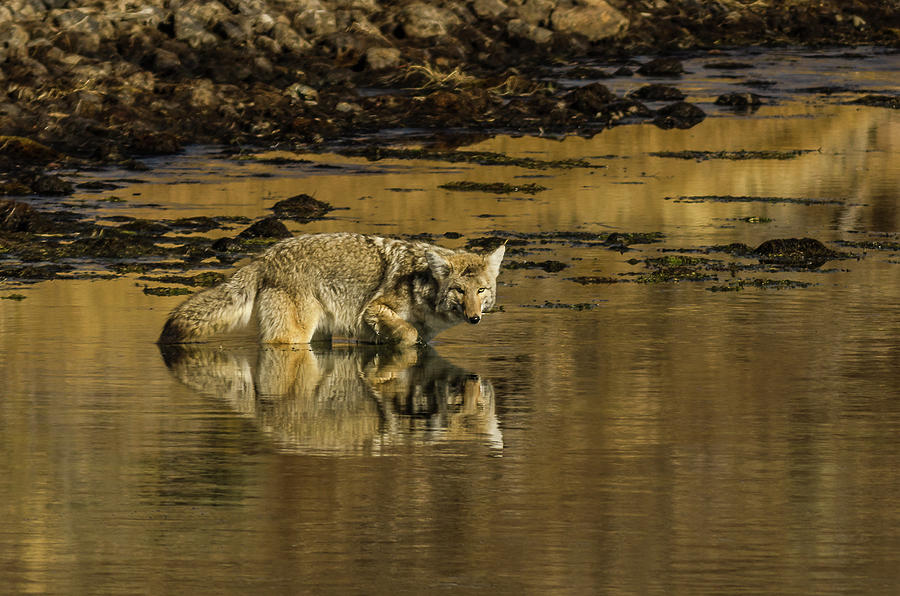 Coyote Reflections Photograph by Yeates Photography