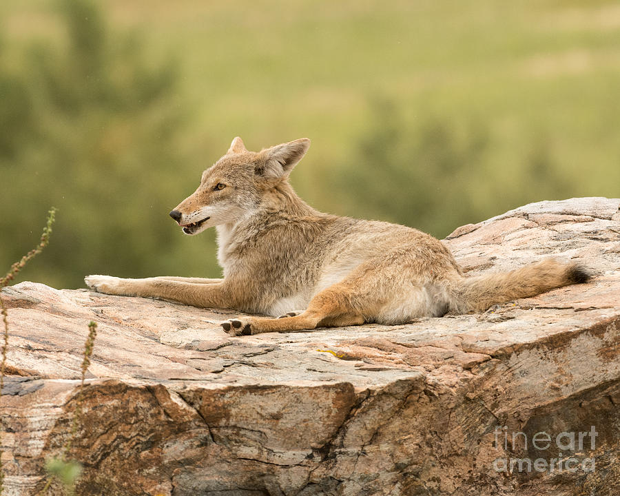 Coyote Resting in the Afternoon Photograph by Dennis Hammer