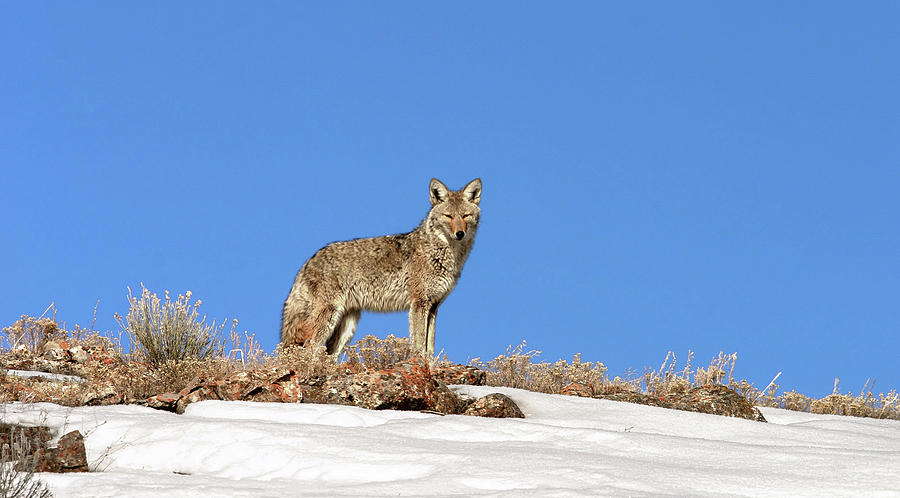 Coyote Photograph by Ronnie And Frances Howard