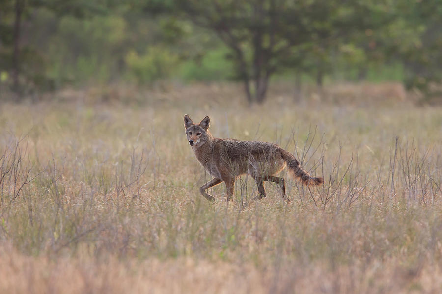 Coyote Photograph by Ronnie Maum