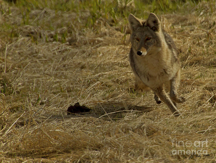 images of coyotes running