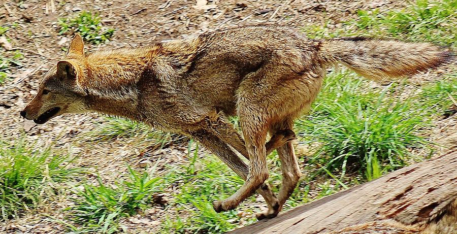 Coyote Running Photograph by Thomas McGuire