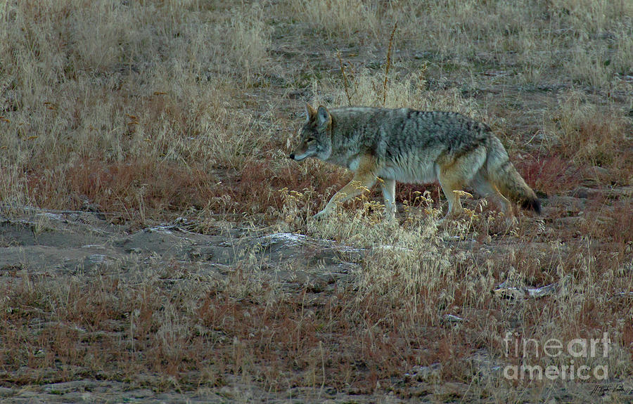 Coyote-Signed-#2247 Photograph by J L Woody Wooden